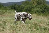 DALMATIEN 341